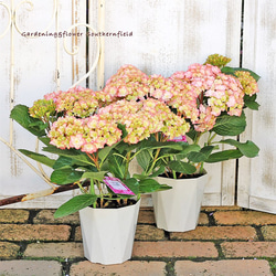 花鉢 アジサイ ハイドランジア ヘブンピンク 5号ポット 3枚目の画像