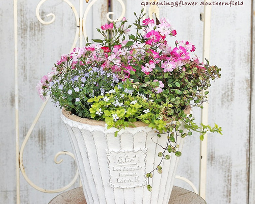 母の日予約販売 ミニバラ＆季節の花寄せ植え アンティークテラコッタ調