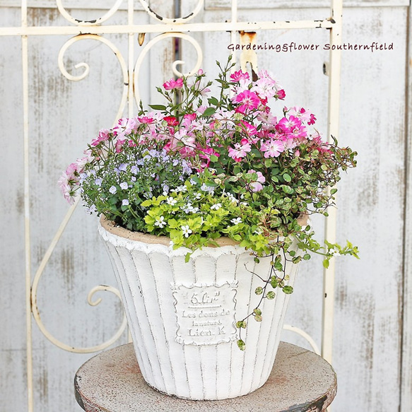 母の日予約販売 ミニバラ＆季節の花寄せ植え アンティークテラコッタ調