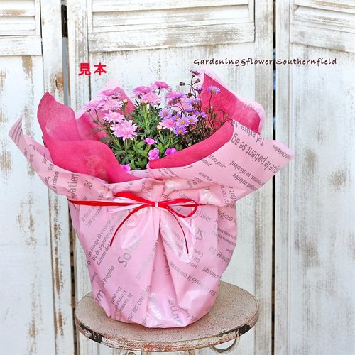 母の日予約販売 ミニバラ＆季節の花寄せ植え アンティークテラコッタ調