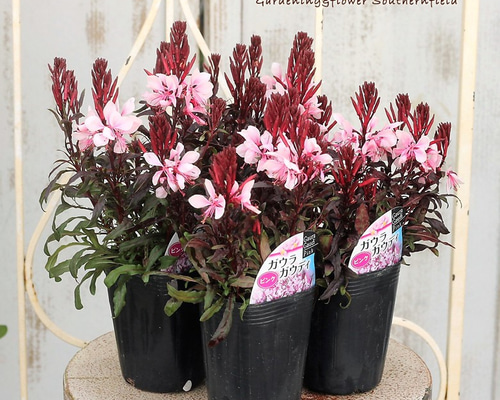 0_49967bf896b384a4f419ce97ea77