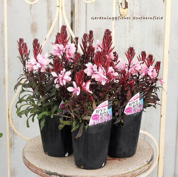花苗 白蝶草 ガウラ ガウディ ピンク 3号ロングポット その他