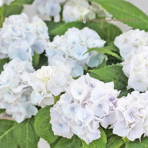 値下げSALE 花苗 山アジサイ 伊予獅子てまり ブルー 2.5号 紫陽花 庭