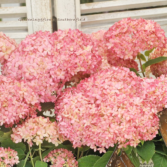 花鉢 アジサイ 紫陽花 ピンクアナベル ハイドランジア 5号ポット