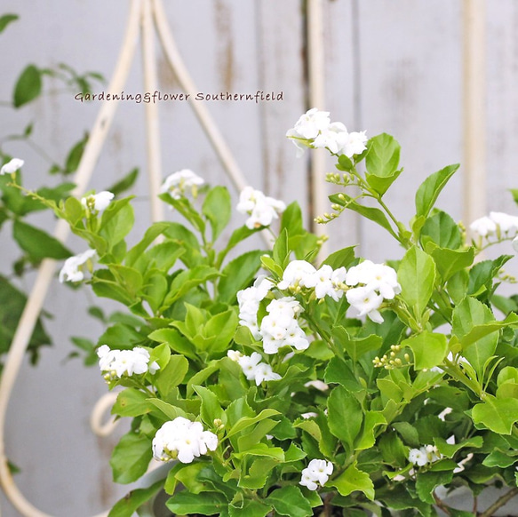 花鉢 デュランタ・アルバ ホワイトラブ 4号ポット その他インテリア