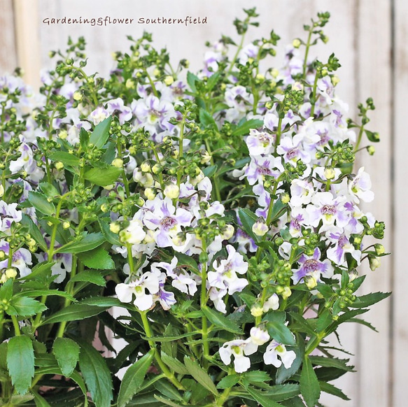 花苗 アンゲロニア センセーション バイオレットバイカラー 3号