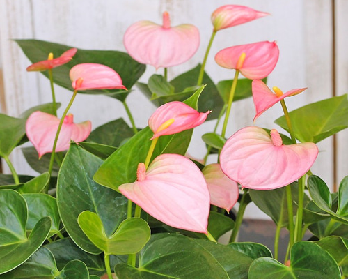 観葉植物 アンスリウム(アンスリューム)・ピンク 3.5号ポット その他