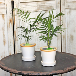 選べるミニ観葉植物＆ナチュラルグロッシーポットwhiteSサイズ 6枚目の画像