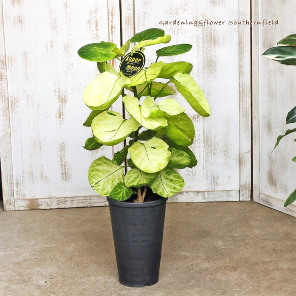 観葉植物 ポリシャス・スーパームーン 70cm 希少品種 インテリア 室内