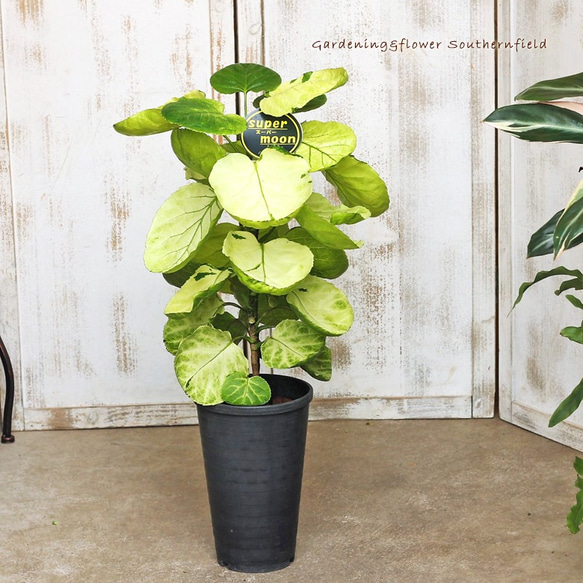観葉植物 ポリシャス・スーパームーン 70cm 希少品種 インテリア 室内リビング 送料無料 2枚目の画像