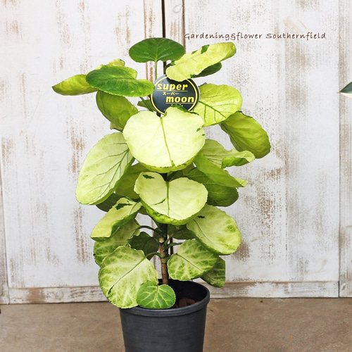 超希少❗️ポリシャス　フリスビー　スーパームーン✨ 超希少❗️斑入り❗️ポリシャス フリスビー スーパームーン✨ - メルカリ