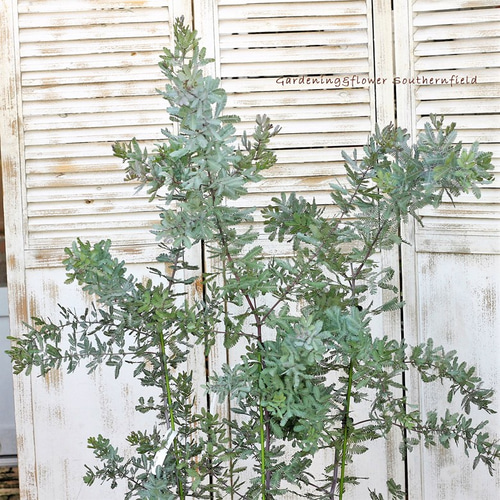 大きめ　パールアカシア　7号ポット苗58　苗木　ミモザ　植栽　シンボルツリー 楽天市場】アカシアの木 【パールアカシア】 7号ポット大苗 H1