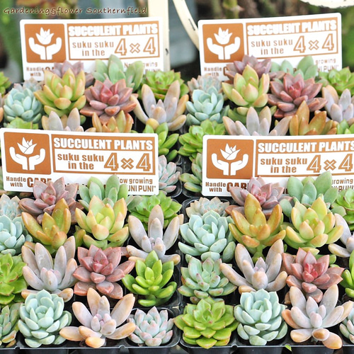多肉植物 プラグ苗 16個セット スプリングジェイド 秋麗 白牡丹
