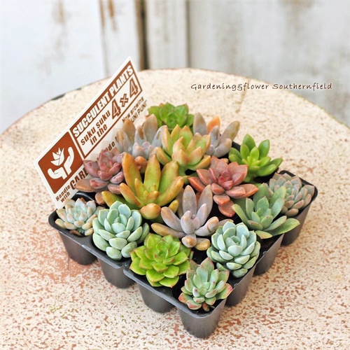 多肉植物 プラグ苗 16個セット スプリングジェイド 秋麗 白牡丹