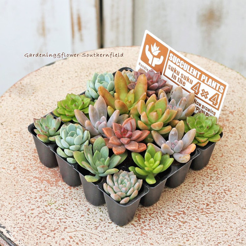 多肉植物 プラグ苗 16個セット スプリングジェイド 秋麗 白牡丹