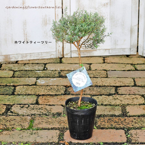 花苗 常緑樹 メラレウカ・ティーツリー トピアリー仕立て 4号ポット