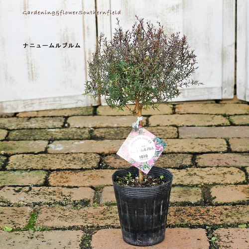 ドテラ　ラベンダー & ティーツリー Amazon.co.jp: dōTERRA[ドテラ] ラベンダー [15 ml] : ドラッグ