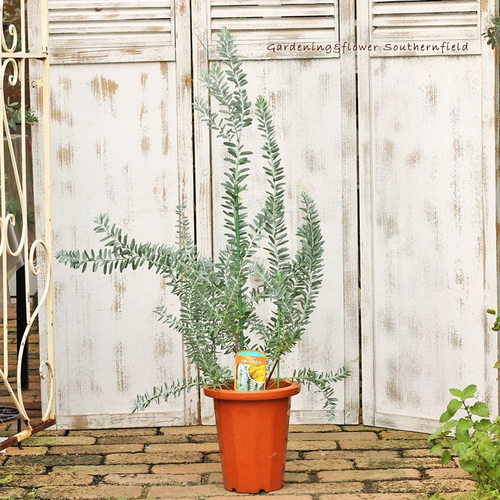 ミモザアカシア　/297 ミモザアカシア /297