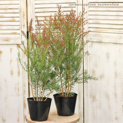 シンボルツリーに❤︎メラレウカ【レッドジェム】 楽天市場】【現品発送】メラレウカ レッドジェム 樹高2.2m(鉢底から）9