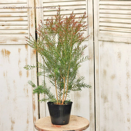 常緑樹 メラレウカ・レッドジェム 4.5号ポット 庭木樹木 シンボル