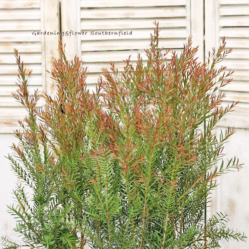 常緑樹 メラレウカ・レッドジェム 4.5号ポット 庭木樹木 シンボル