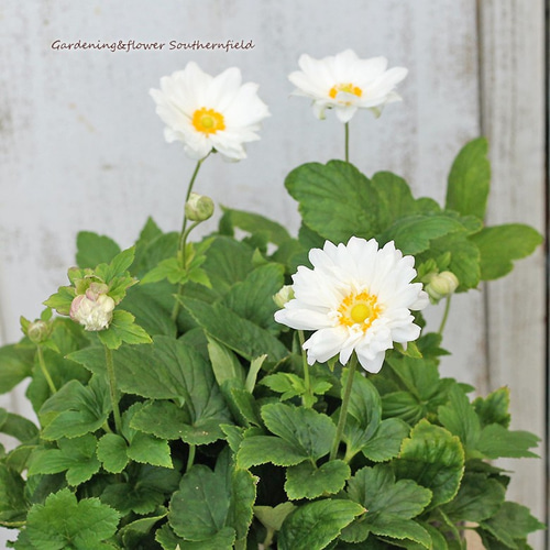 矮性】【八重咲き】秋明菊 初恋ベール 3.5号ロングポット苗《9/23