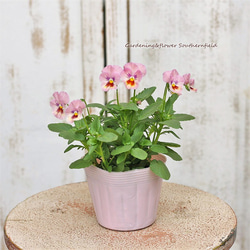 花苗 パンジー ナチュレピンク3.5号ポット ２苗セット 花壇 鉢植え 寄せ植え 4枚目の画像