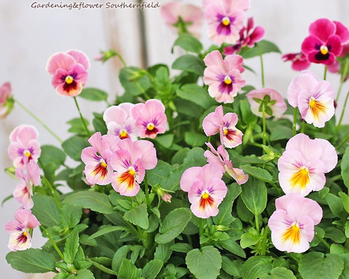 花苗 パンジー ナチュレピンク3.5号ポット 2苗セット 花壇 鉢植え