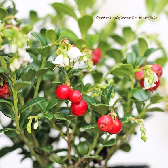 果樹花苗 リンゴンベリー レッドキャンディー 3号ロングポット 赤い実 多年草 花壇 寄せ植え 1枚目の画像