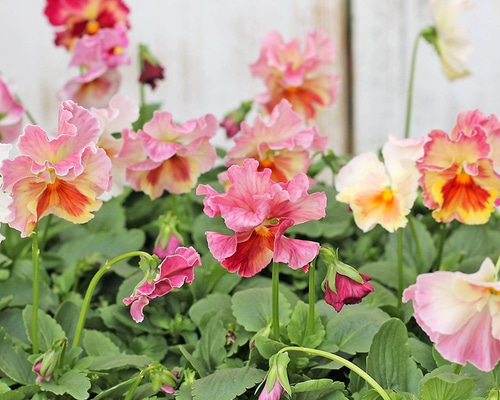 0_42026ab658038a05268d27897914