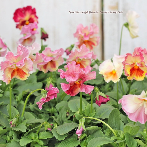 花苗 フリル咲きパンジーももこ3.5号ポット 花壇 鉢植え 寄せ植え