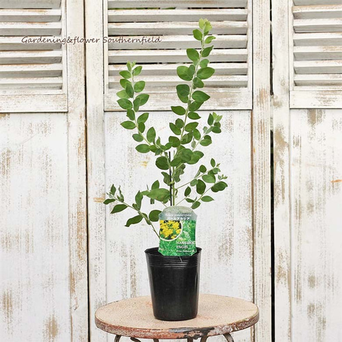 パールアカシア　苗木　ポット苗　ミモザ　庭木　植栽 花苗 常緑樹 ミモザ アカシア・パールアカシア 3号ロングポット その他