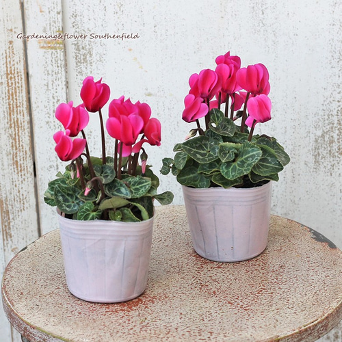 花苗 ガーデン シクラメン ミニシクラメン 3号ポット24鉢セット 花色