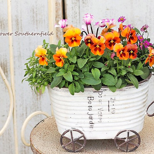 季節の花寄せ植え アンティークパンジー＆シクラメン＆ブラキカム