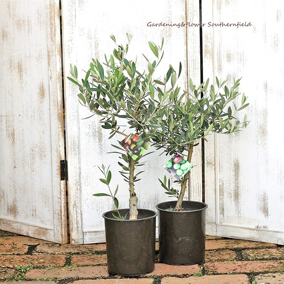 庭木樹木 オリーブの木５号ポット シンボルツリー 玄関 ベランダ 鉢植え 1枚目の画像