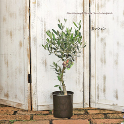 庭木樹木 オリーブの木５号ポット シンボルツリー 玄関 ベランダ 鉢植え 2枚目の画像