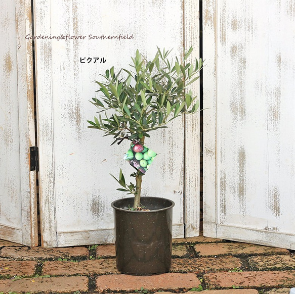 庭木樹木 オリーブの木５号ポット シンボルツリー 玄関 ベランダ 鉢植え 4枚目の画像