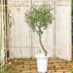 庭木樹木 オリーブの木 ルッカ 7号 シンボルツリー 玄関