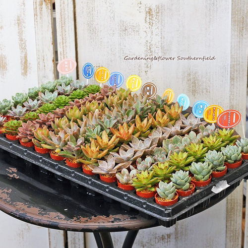 多肉植物 苗 1号ポット 3苗セット 多肉植物 lavenderherb 通販