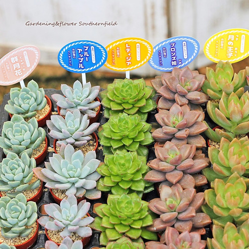 多肉植物 苗 1号ポット 3苗セット 多肉植物 lavenderherb 通販