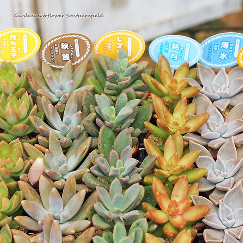 多肉植物 苗 1号ポット 3苗セット 多肉植物 lavenderherb 通販