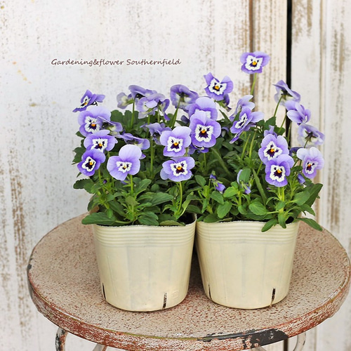 花苗 ビオラ うみももか 3.5号ポット(10.5cm)2苗セット その他