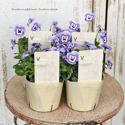 花苗 ビオラ うみももか 3.5号ポット(10.5cm)2苗セット その他