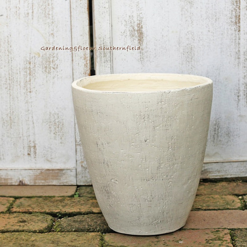 レウコフィルム フルテスケンス ファイバー鉢 レウコフィルム フルテスケンス ファイバー鉢 新作♡【レウコフィルム