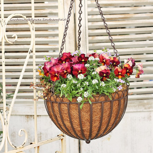 季節の花寄せ植え ビオラしんしん＆アリッサム ハンギングバスケット吊