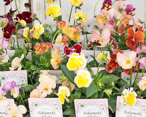 花苗 ときめきビオラ 3.5号ポット(10.5cm) 育てやすい かわいい 花壇