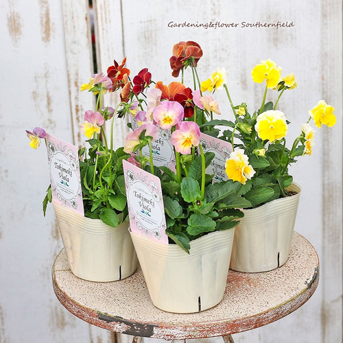 可愛い♡ときめきビオラ♡フリンジエッジ♡3.5号♡ポットごと宅急便コンパクト ときめきビオラ 3.5号ポット | 橋本種苗園