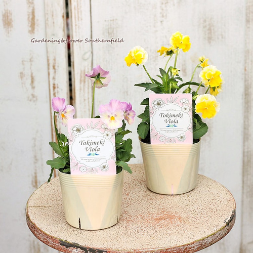 可愛い♡ときめきビオラ♡フリンジエッジ♡3.5号♡ポットごと宅急便コンパクト 花苗 ときめきビオラ 3.5号ポット(10.5cm) 育てやすい かわいい 花壇