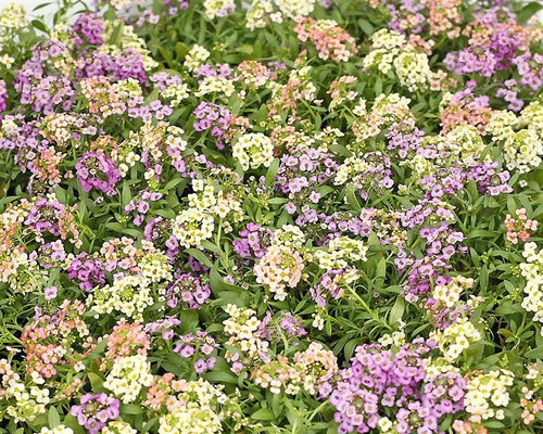 0_c33a732d342c05c5f9436e2c6b3c