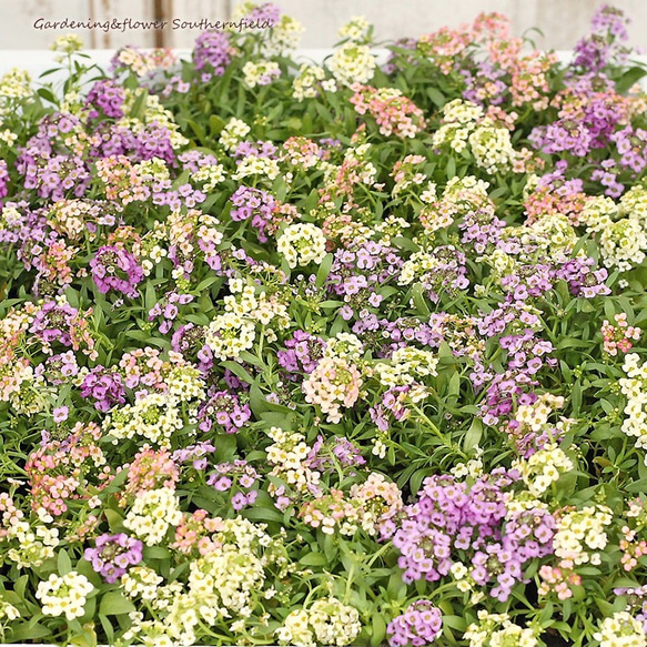 花苗 スイートアリッサムMIX植え 3号ポット 4苗セット 花壇 寄せ植え